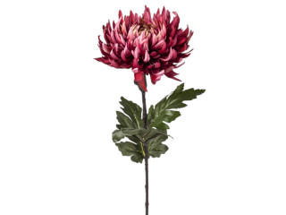 Chrysantheme "Elegance" L 60cm, Ø 18cm, burgund hell
