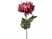 Chrysantheme "Elegance" L 60cm, Ø 18cm,...