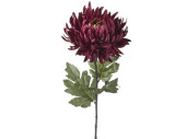 Chrysantheme Elegance L 60cm, Ø 18cm, bordeaux dunkel