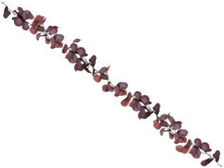 Eucalyptus-Girlande burgund, L 180cm