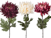 Chrysantheme Elegance L 60cm, Ø 18cm, versch. Farben