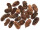 Zapfen Sitka 3 - 5cm, 50g, ca. 18 - 20 Stück