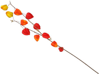 Physalis-Zweig 2-fach rot/orange L 93cm