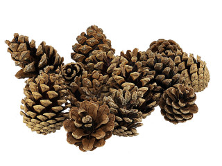 pommes de pin env. 4 -7cm, env. 10 kg, env. 500 pcs.