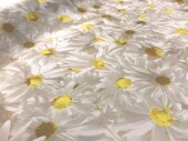 fabric daisies "claudia" W 150cm flame-retardant