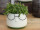 Blumentopf Gesicht/Brille Ø 15cm, H 12,5cm