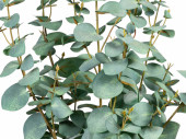 Eucalyptus-Pflanze H 60cm, grün-grau, getopft
