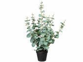 Eucalyptus-Pflanze H 60cm, grün-grau, getopft