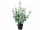 Eucalyptus-Pflanze H 60cm, grün-grau, getopft