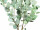 Eucalyptus-Bäumchen H 90cm, grün-grau, getopft
