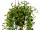 Dischidiaranke-Hänger grün, Kunststoff, ca. L 60cm, im Topf