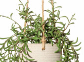 Nerifolia-Hänger ca. L 50cm, grün, Kunststoff,...