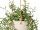 Nerifolia-Hänger ca. L 50cm, grün, Kunststoff, in Topf