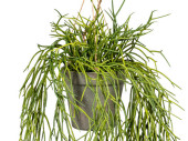 Rhipsalis-Hänger ca. L 60cm grün, Kunststoff,...