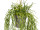 Rhipsalis-Hänger ca. L 60cm grün, Kunststoff, in Topf