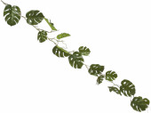 Split-Philogirlande 15 Blatt grün, L 140cm