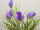 Krokusbusch mit 7 Blüten, H 38cm, Ø 25cm, zum Stecken, lila