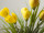 Krokusbusch mit 7 Blüten, H 38cm, Ø 25cm, zum Stecken, gelb