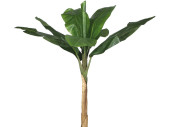 Bananenbaum grün H 160cm, ungetopft