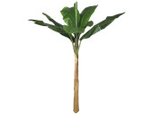 Bananenbaum grün H 160cm, ungetopft