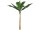 Bananenbaum grün H 160cm, ungetopft