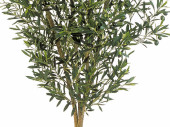 Olivenbaum grün getopft, versch. Grössen