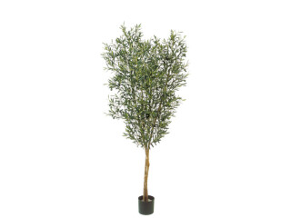 Olivenbaum grün getopft,  H 120cm