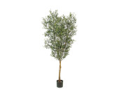 Olivenbaum grün getopft,  H 120cm