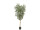 Olivenbaum grün getopft,  H 120cm