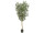 Olivenbaum grün getopft,  H 180cm