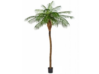 Phönixpalme "de Luxe" getopft, versch. Grössen