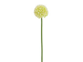 Allium Globemaster weiss Ø 6 x H 45cm