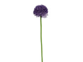 Allium Globemaster lila Ø 6 x H 45cm