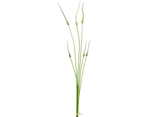 Allium Knospenbündel 6-tlg. grün, je 3 St. 90 + 115cm