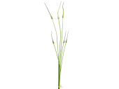 Allium Knospenbündel 6-tlg. grün, je 3 St. 90 +...