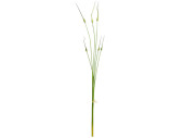 Allium Knospenbündel 6-tlg. grün, je 3 St. 90 +...