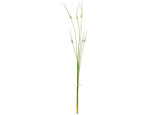 Allium Knospenbündel 6-tlg. grün, je 3 St. 90 + 115cm