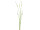 Allium Knospenbündel 6-tlg. grün, je 3 St. 90 + 115cm