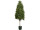 Buchsbaum Kegel grün H 140cm x Ø 55cm, Kunststoff, getopft