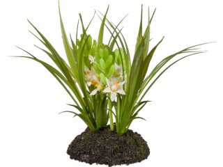 Hyacinthus Robinson weiss H 16cm, Ø 20cm, auf Erdplatte