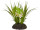 Hyacinthus Robinson weiss H 16cm, Ø 20cm, auf Erdplatte