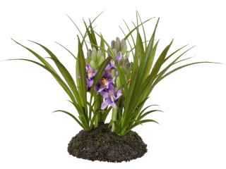 Hyacinthus Robinson lila H 16cm, Ø 20cm, auf Erdplatte