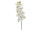 Orchidee Batida weiss L 103cm