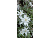 Textilbanner "Edelweiss" grün/weiss,...