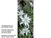 Textilbanner "Edelweiss" grün/weiss,...