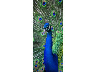 Textilbanner "Pfau mit Rad" blau/grün, 75x180cm, Schlauchnaht oben+unten