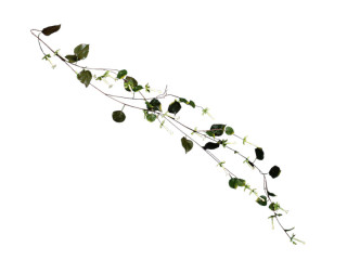 Trompetenranke grün/weiss L 138 cm