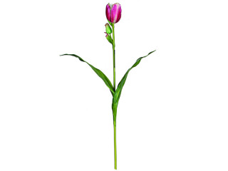Tulpe "Deluxe" pink H 60cm, mit Knospe