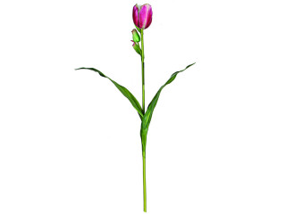 Tulpe "Deluxe" pink H 60cm, mit Knospe