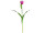 Tulpe "Deluxe" pink H 60cm, mit Knospe